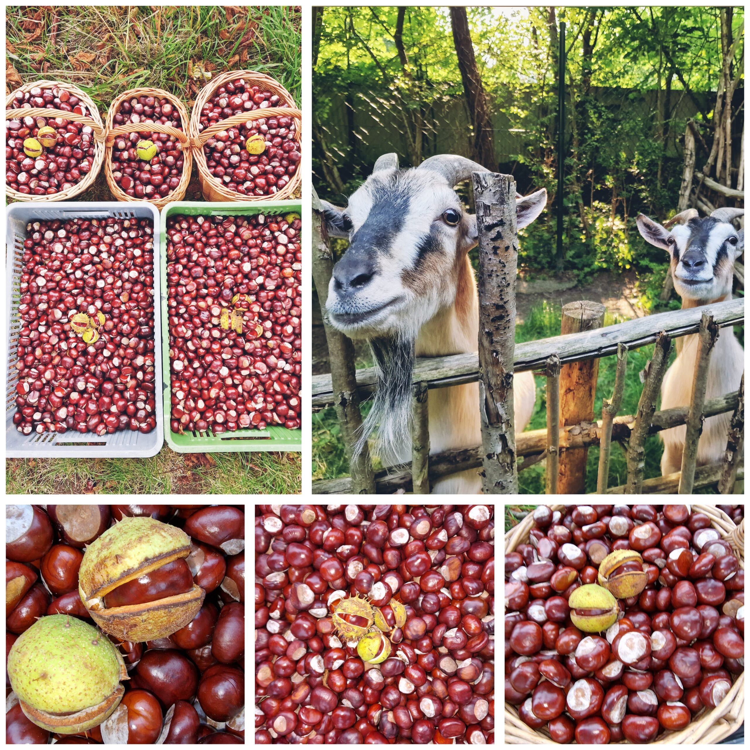 Čas kaštanů – Rozinka a Pišta! :)